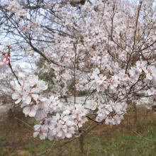 ちっちゃな桜のトンネル・桜開花情報