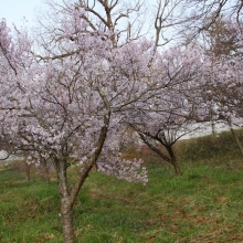 ちっちゃな桜のトンネル・桜開花情報