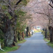 南桜通り・桜開花情報