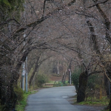 南桜通り・桜開花情報