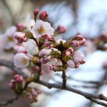 南桜通り・桜開花情報