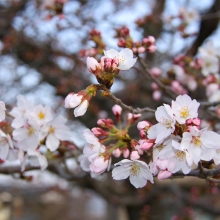 北桜通り・桜開花情報