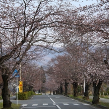 北桜通り・桜開花情報