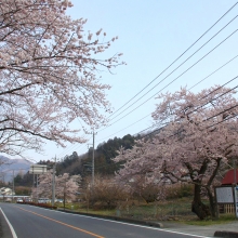 大手の桜・桜開花情報