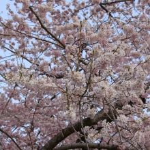 大手の桜・桜開花情報