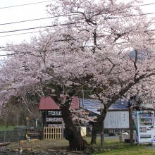 大手の桜・桜開花情報