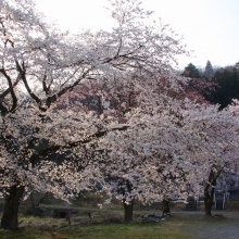 道光寺の岩田桜・桜開花情報