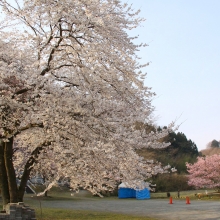 道光寺の岩田桜・桜開花情報