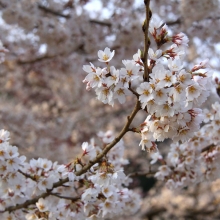 道光寺の岩田桜・桜開花情報