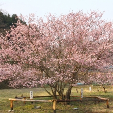 道光寺の岩田桜・桜開花情報