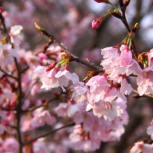 道光寺の岩田桜・桜開花情報