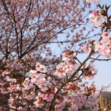 道光寺の岩田桜・桜開花情報