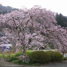 法善寺しだれ桜・桜開花情報