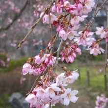 法善寺しだれ桜・桜開花情報