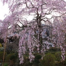 法善寺しだれ桜・桜開花情報