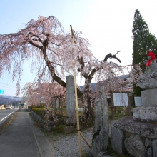 法善寺しだれ桜・桜開花情報