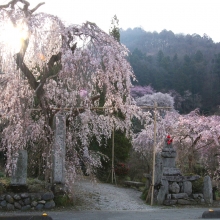 法善寺しだれ桜・桜開花情報