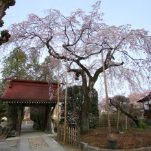 法善寺しだれ桜・桜開花情報