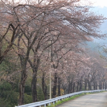 井戸の桜並木・桜開花情報