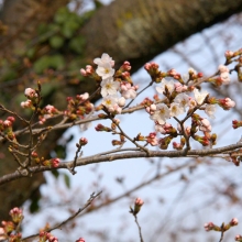 井戸の桜並木・桜開花情報