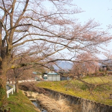 井戸の桜並木・桜開花情報