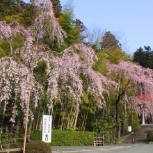 寶登山神社・桜開花情報