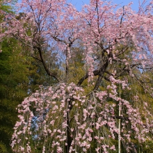 寶登山神社・桜開花情報