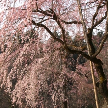 寶登山神社・桜開花情報