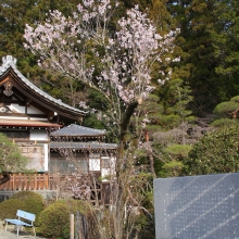 寶登山神社・桜開花情報