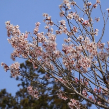 寶登山神社・桜開花情報