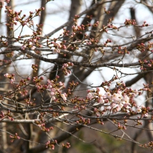 寶登山神社・桜開花情報