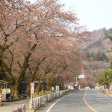 宝登山参道・桜開花情報