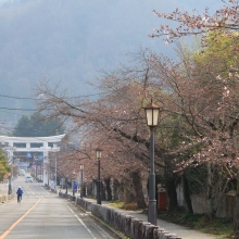 宝登山参道・桜開花情報