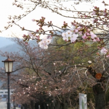 宝登山参道・桜開花情報