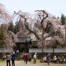 清雲寺しだれ桜・桜開花情報