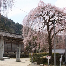 清雲寺しだれ桜・桜開花情報