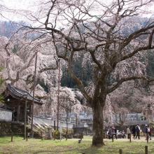 清雲寺しだれ桜・桜開花情報