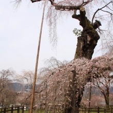 清雲寺しだれ桜・桜開花情報