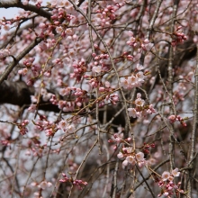 清雲寺しだれ桜・桜開花情報