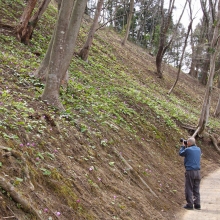 札所25番久昌寺カタクリ