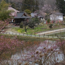 札所25番久昌寺カタクリ