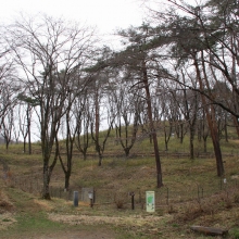 野土山・桜開花情報