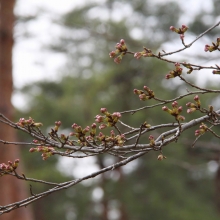 野土山・桜開花情報