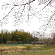 野土山・桜開花情報