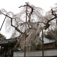 清雲寺しだれ桜・桜開花情報