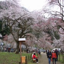 清雲寺しだれ桜・桜開花情報