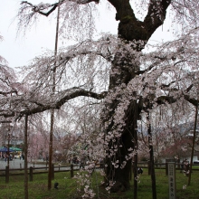 清雲寺しだれ桜・桜開花情報