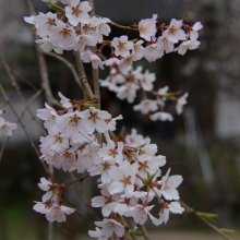 清雲寺しだれ桜・桜開花情報