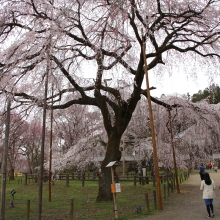 清雲寺しだれ桜・桜開花情報