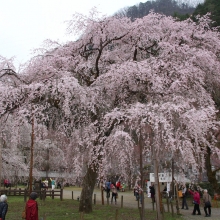 清雲寺しだれ桜・桜開花情報